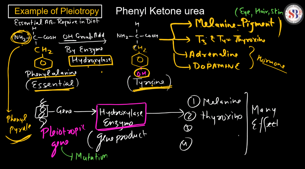 Pleiotropy - Definition, Examples in Humans, Animals_4.1
