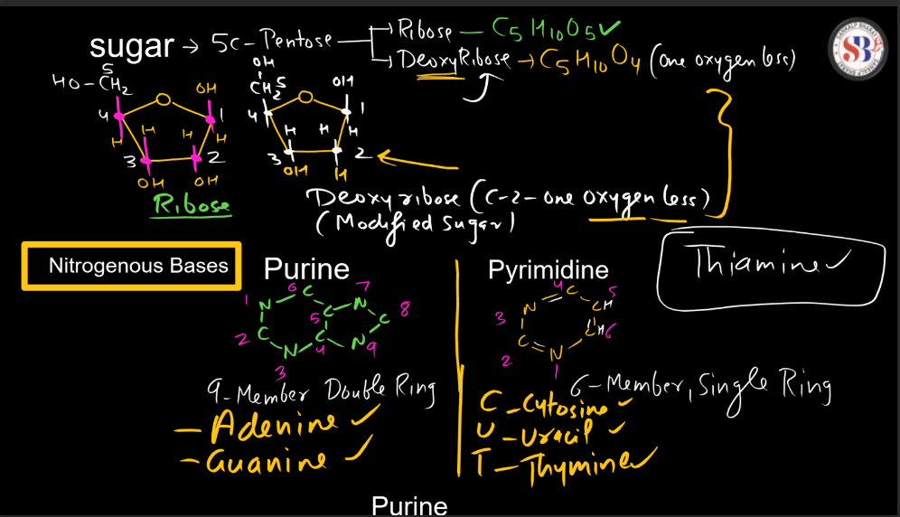 Nucleotide: Definition, Structure, and Functions_6.1
