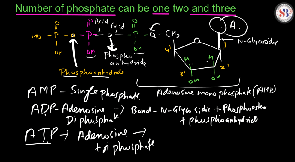 Nucleotide: Definition, Structure, and Functions_5.1