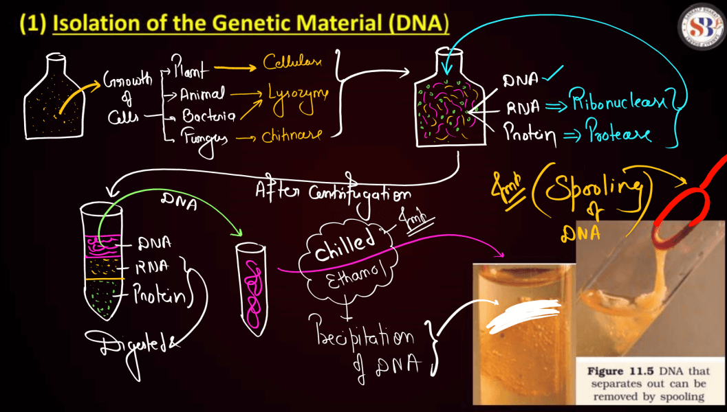 Biotechnology Principles and Processes Class 12 Notes_35.1