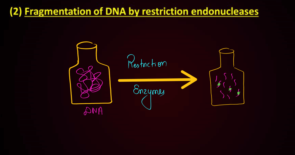Biotechnology Principles and Processes Class 12 Notes_36.1