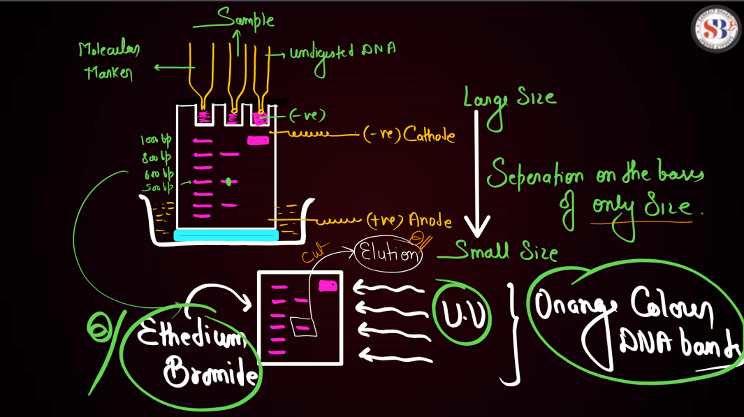 Biotechnology Principles and Processes Class 12 Notes_39.1
