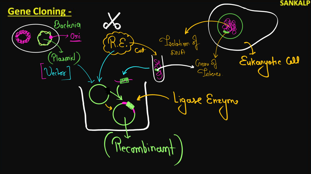 Biotechnology Principles and Processes Class 12 Notes_6.1