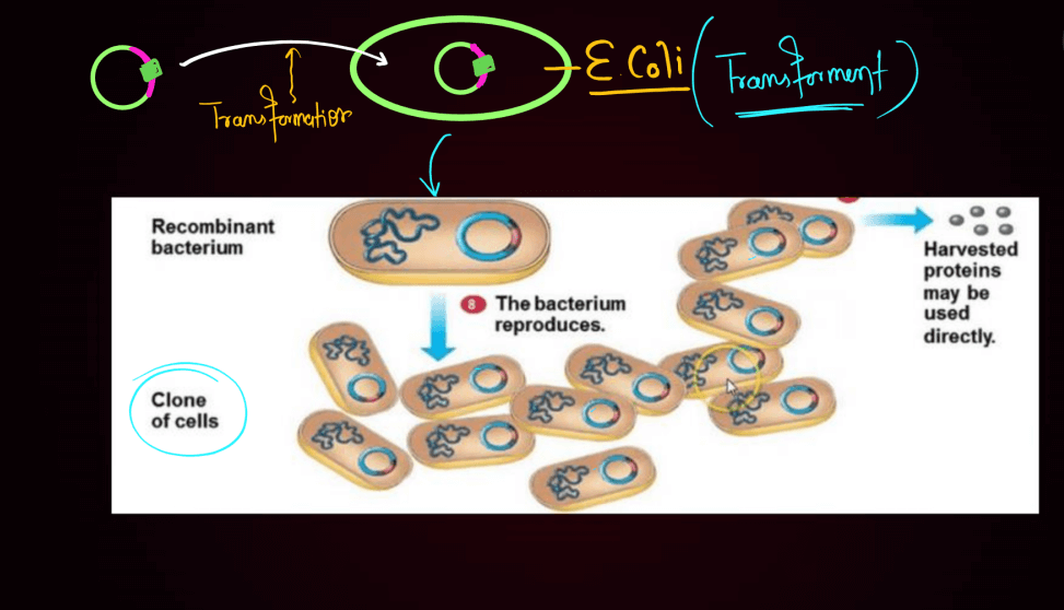 Biotechnology Principles and Processes Class 12 Notes_7.1