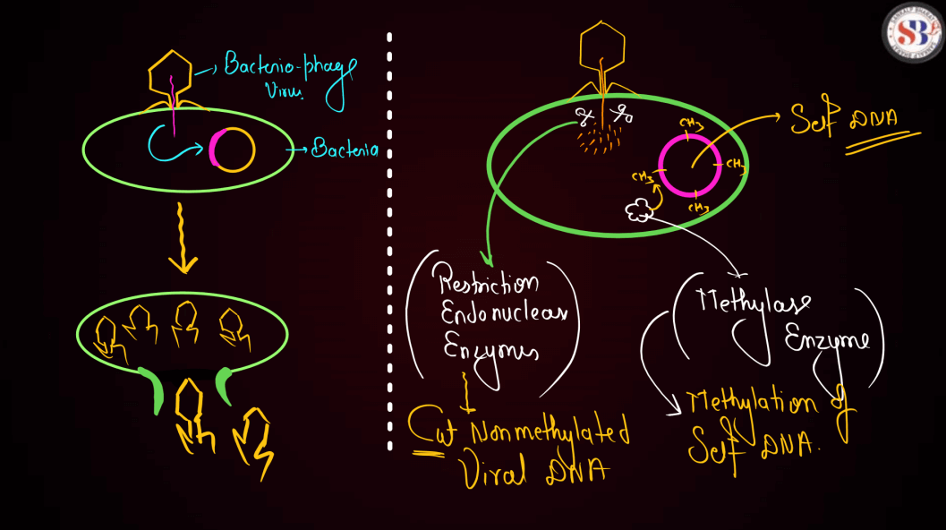 Biotechnology Principles and Processes Class 12 Notes_14.1