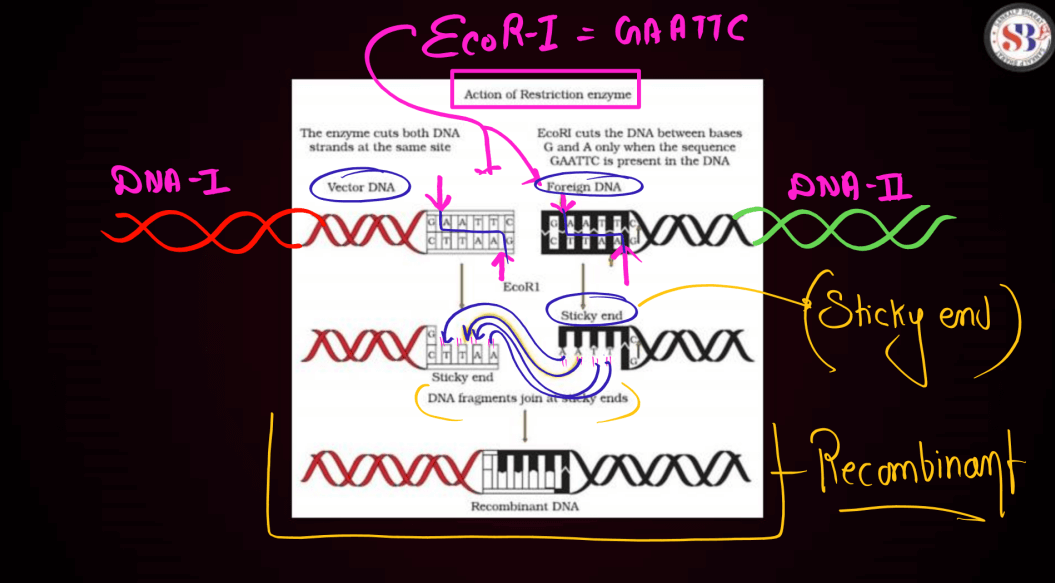 Biotechnology Principles and Processes Class 12 Notes_19.1