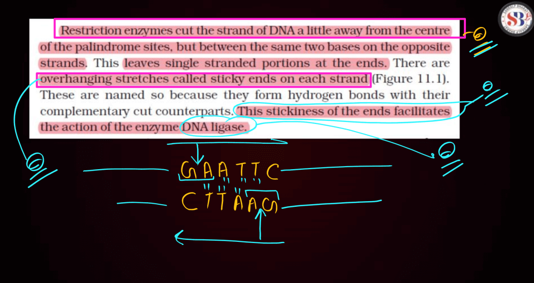 Biotechnology Principles and Processes Class 12 Notes_21.1