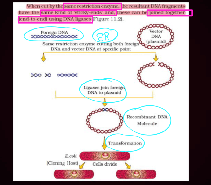Biotechnology Principles and Processes Class 12 Notes_22.1