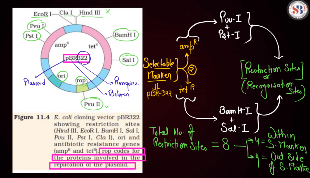Biotechnology Principles and Processes Class 12 Notes_26.1