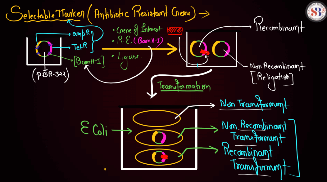 Biotechnology Principles and Processes Class 12 Notes_29.1