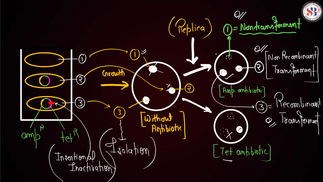 Biotechnology Principles and Processes Class 12 Notes_30.1