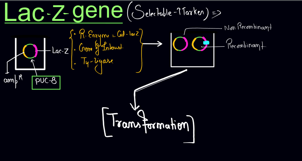 Biotechnology Principles and Processes Class 12 Notes_33.1