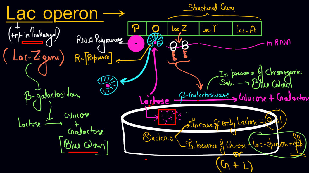 Biotechnology Principles and Processes Class 12 Notes_32.1