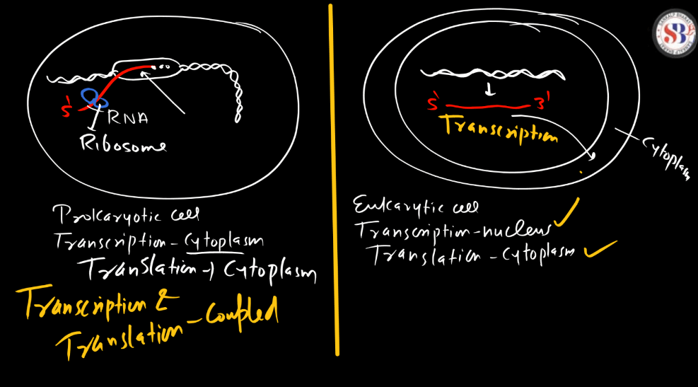 Transcription - Process, Unit, RNA Polymerase, Types of RNA_20.1