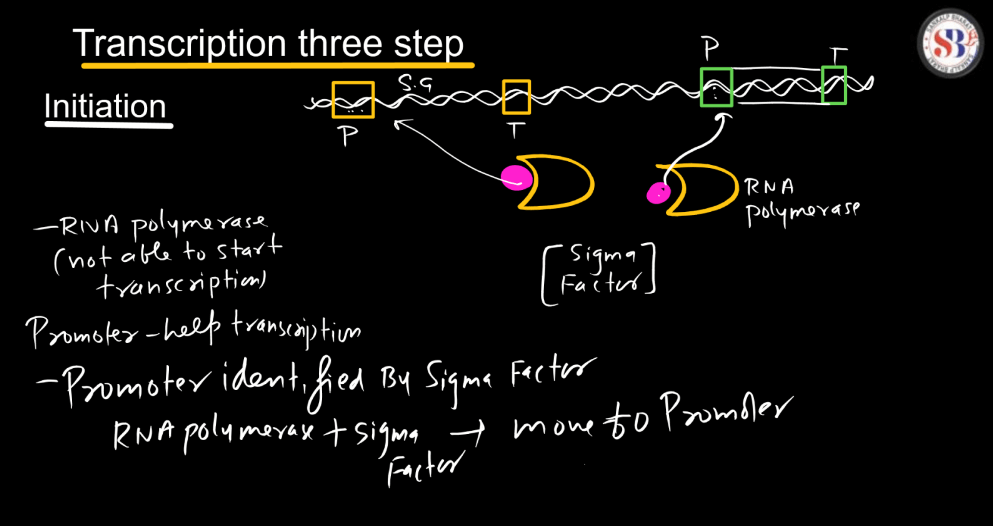 Transcription - Process, Unit, RNA Polymerase, Types of RNA_21.1