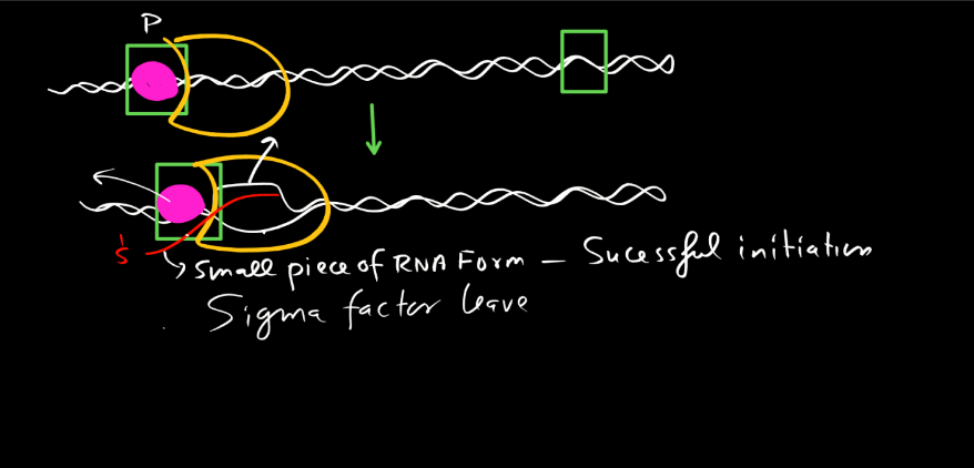 Transcription - Process, Unit, RNA Polymerase, Types of RNA_22.1