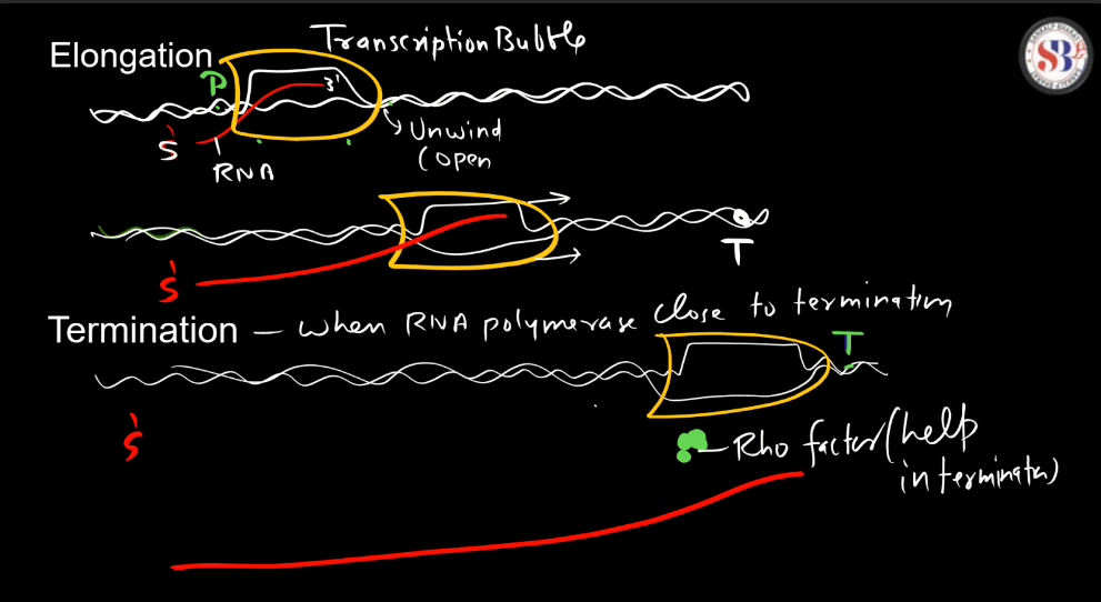 Transcription - Process, Unit, RNA Polymerase, Types of RNA_23.1