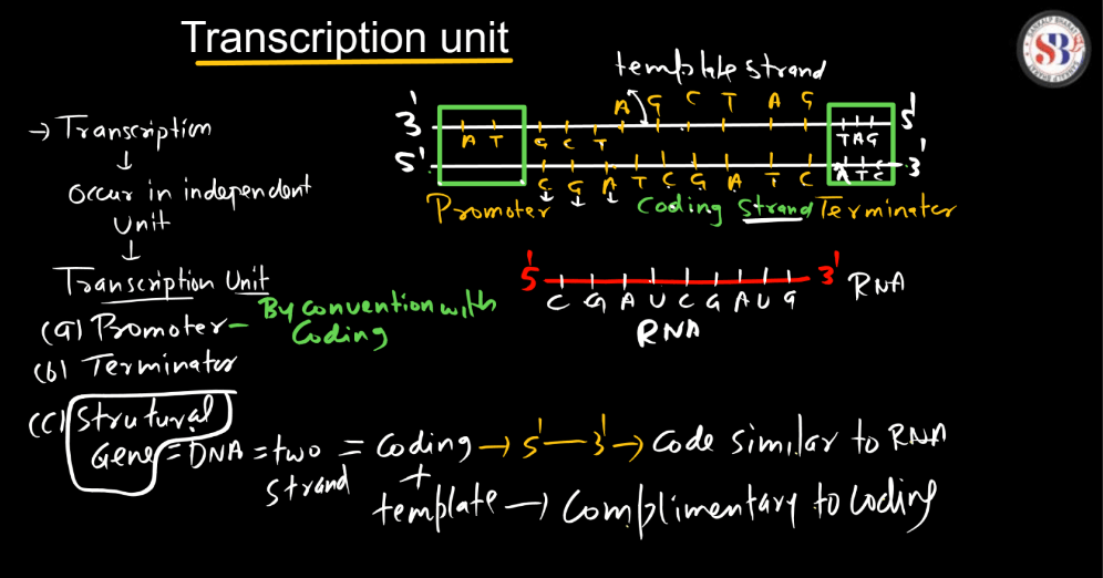Transcription - Process, Unit, RNA Polymerase, Types of RNA_10.1