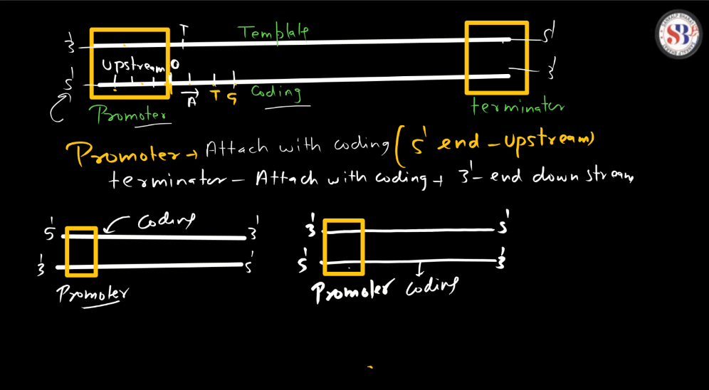 Transcription - Process, Unit, RNA Polymerase, Types of RNA_11.1