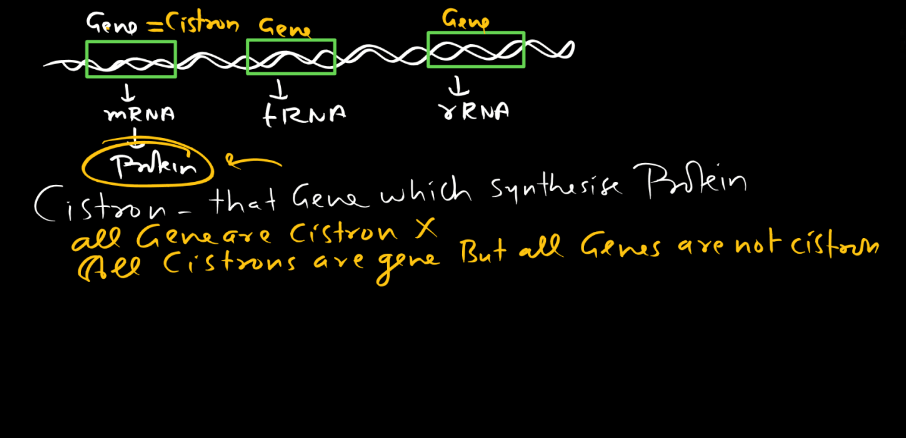 Transcription - Process, Unit, RNA Polymerase, Types of RNA_16.1
