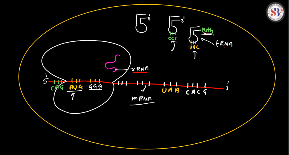 Transcription - Process, Unit, RNA Polymerase, Types of RNA_9.1