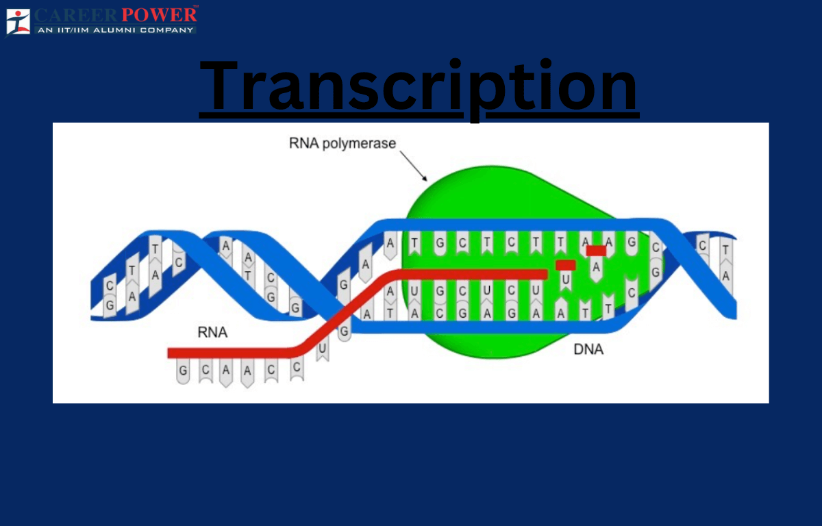 transcription