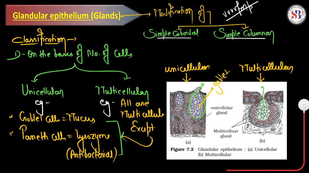 Epithelial Tissue Definition, Types, Structure, Functions