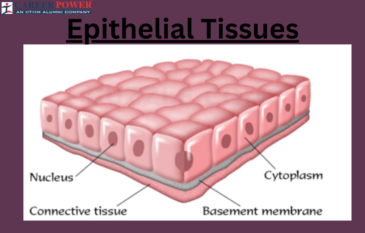 epithelial tissues