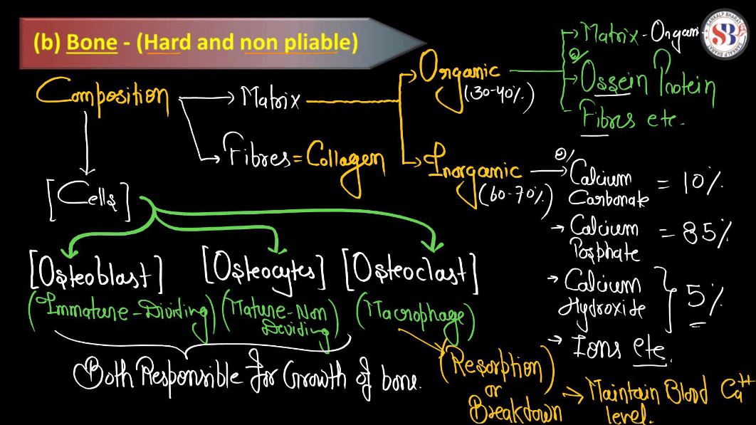 Connective Tissue - Definition, Types, Function and Examples_11.1