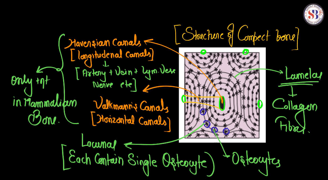 Connective Tissue - Definition, Types, Function and Examples_12.1