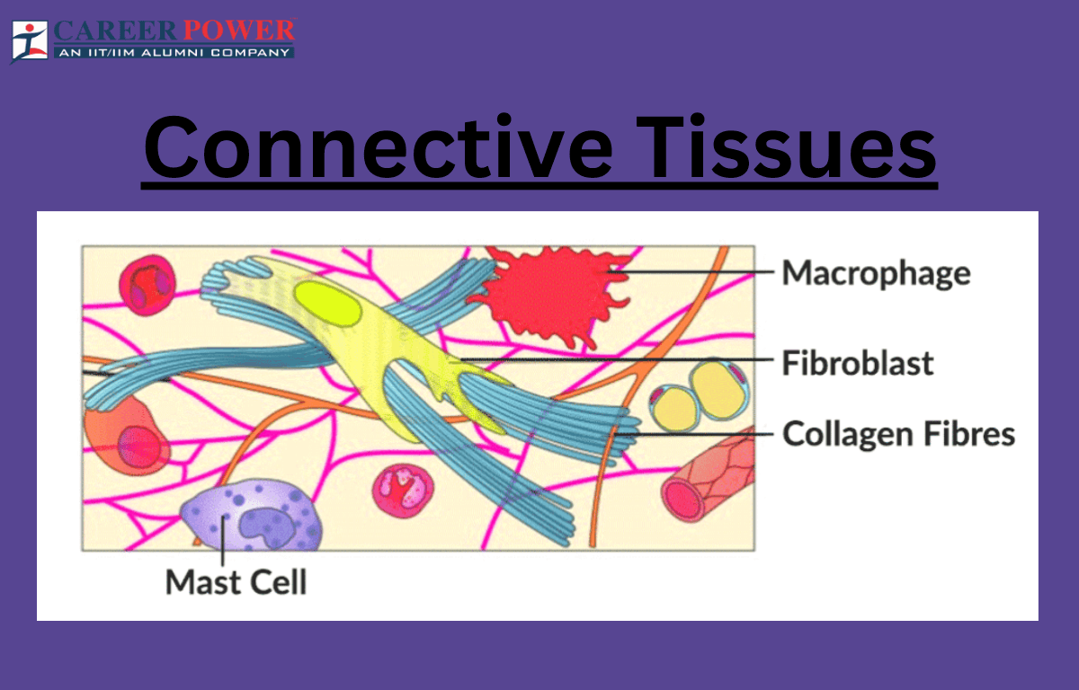Connective Tissue Types And Examples