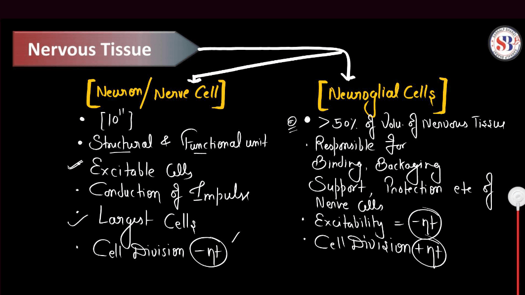 Cockroach Structure - Anatomy, Muscular and Nervous Tissue_4.1