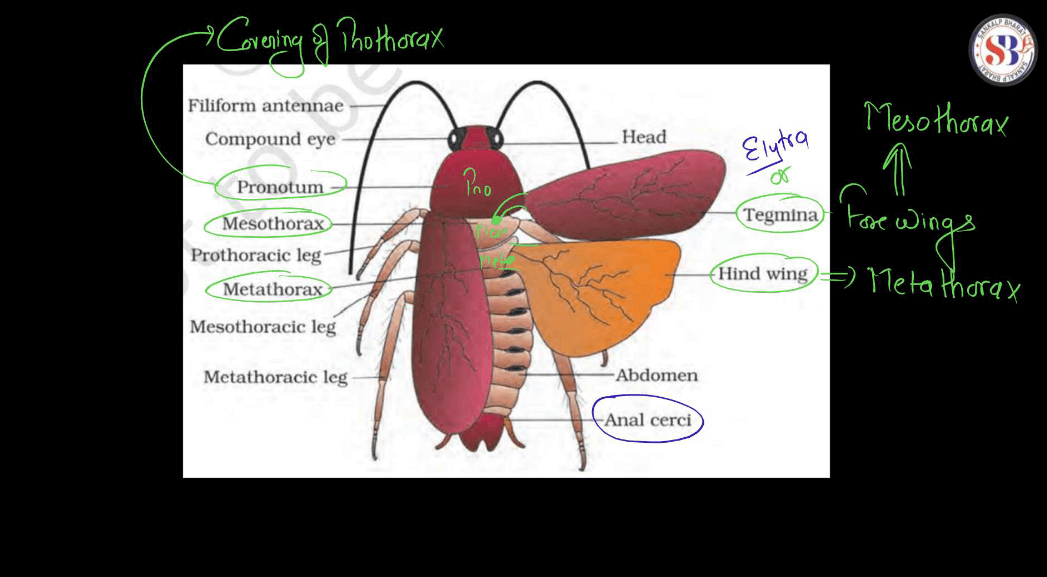 Cockroach Structure - Anatomy, Muscular and Nervous Tissue_8.1