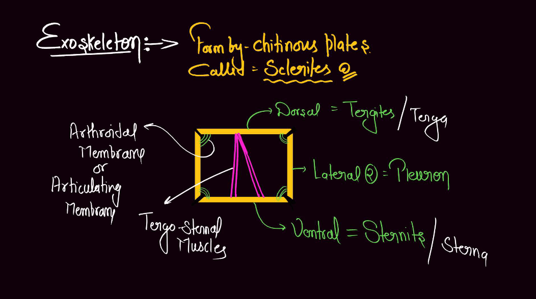 Cockroach Structure - Anatomy, Muscular and Nervous Tissue_7.1
