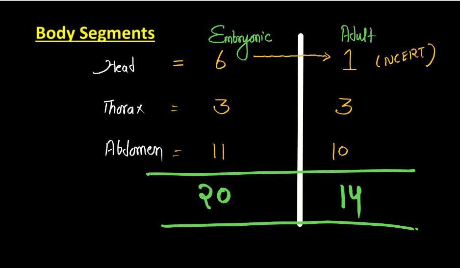 Cockroach Structure - Anatomy, Muscular and Nervous Tissue_9.1