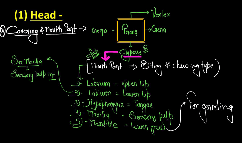 Cockroach Structure - Anatomy, Muscular and Nervous Tissue_10.1