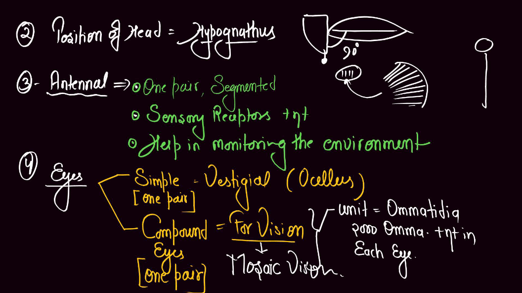 Cockroach Structure - Anatomy, Muscular and Nervous Tissue_12.1