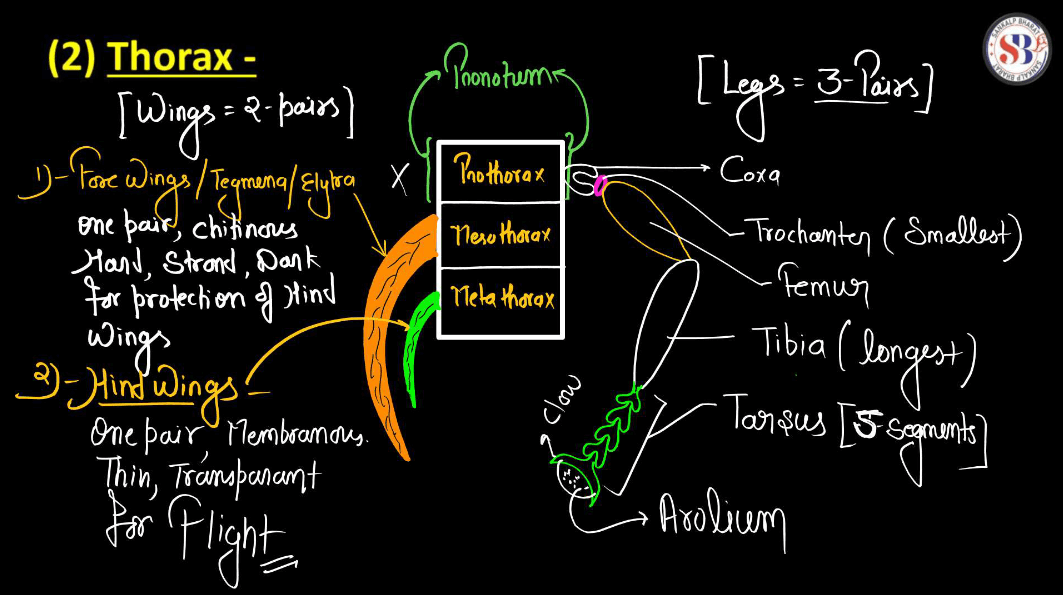 Cockroach Structure - Anatomy, Muscular and Nervous Tissue_13.1