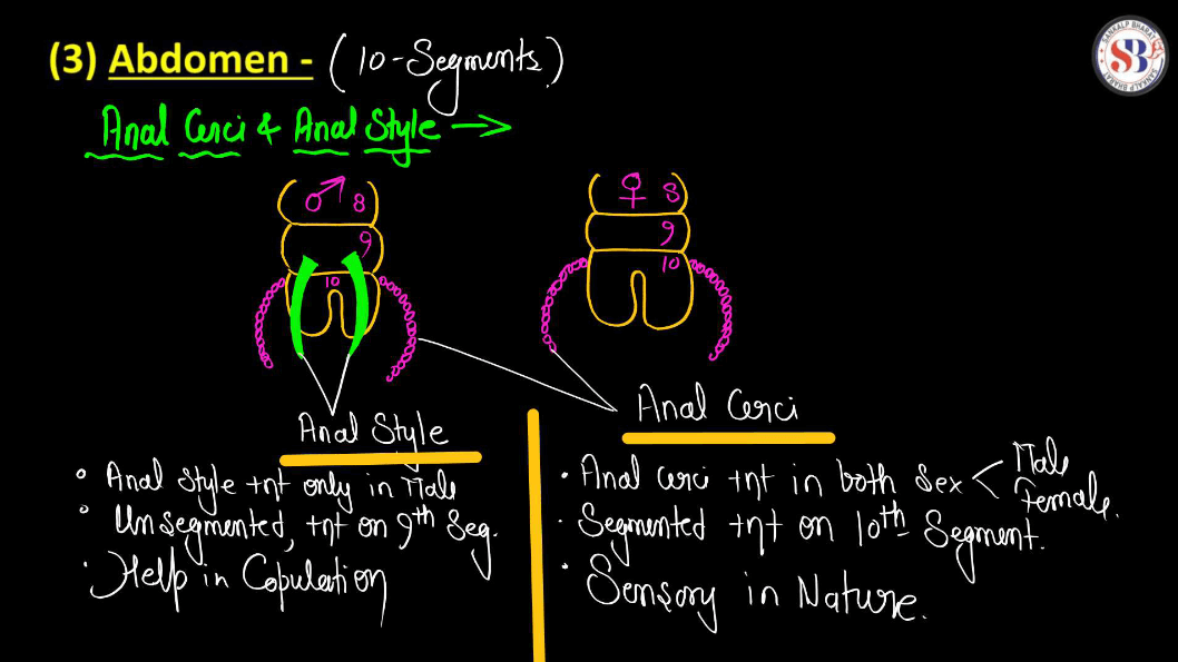 Cockroach Structure - Anatomy, Muscular and Nervous Tissue_14.1