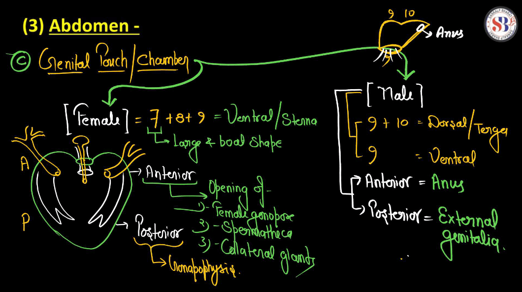Cockroach Structure - Anatomy, Muscular and Nervous Tissue_15.1