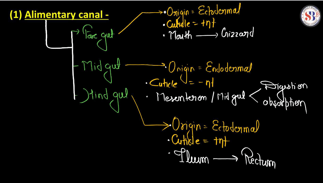 Anatomy of Cockroach Class 11 Biology NCERT Notes_4.1