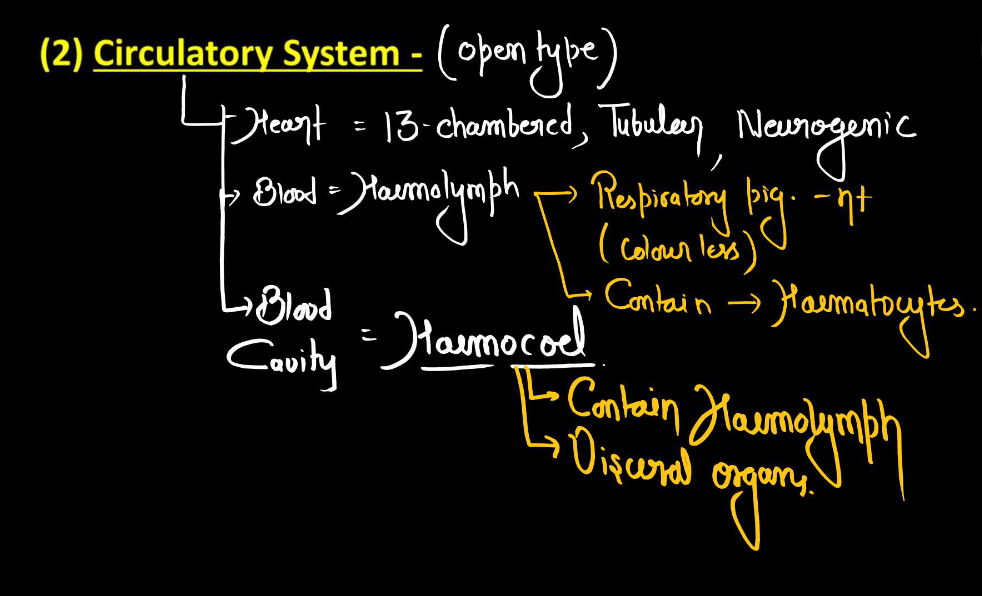 Anatomy of Cockroach Class 11 Biology NCERT Notes_6.1