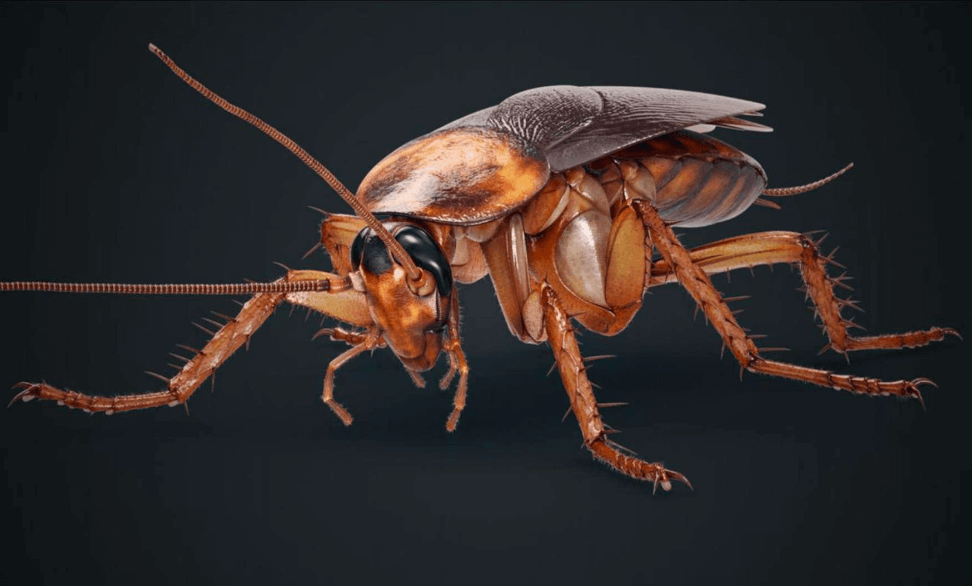 Anatomy of Cockroach Class 11 Biology NCERT Notes_3.1