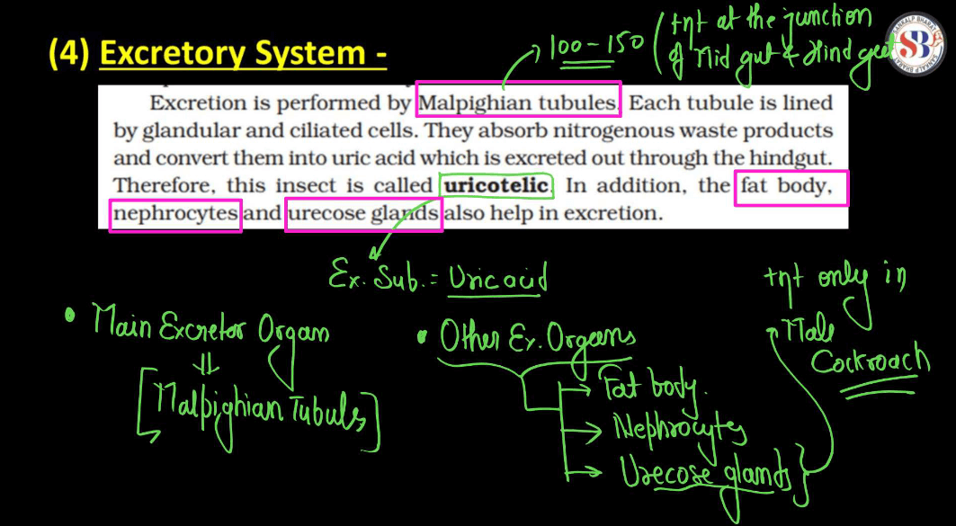Anatomy of Cockroach Class 11 Biology NCERT Notes_11.1