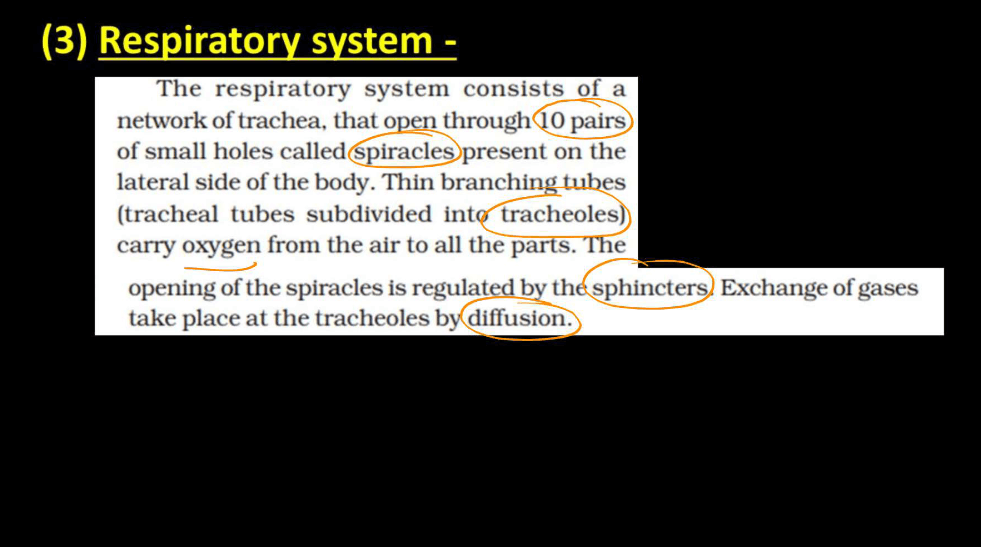 Anatomy of Cockroach Class 11 Biology NCERT Notes_8.1