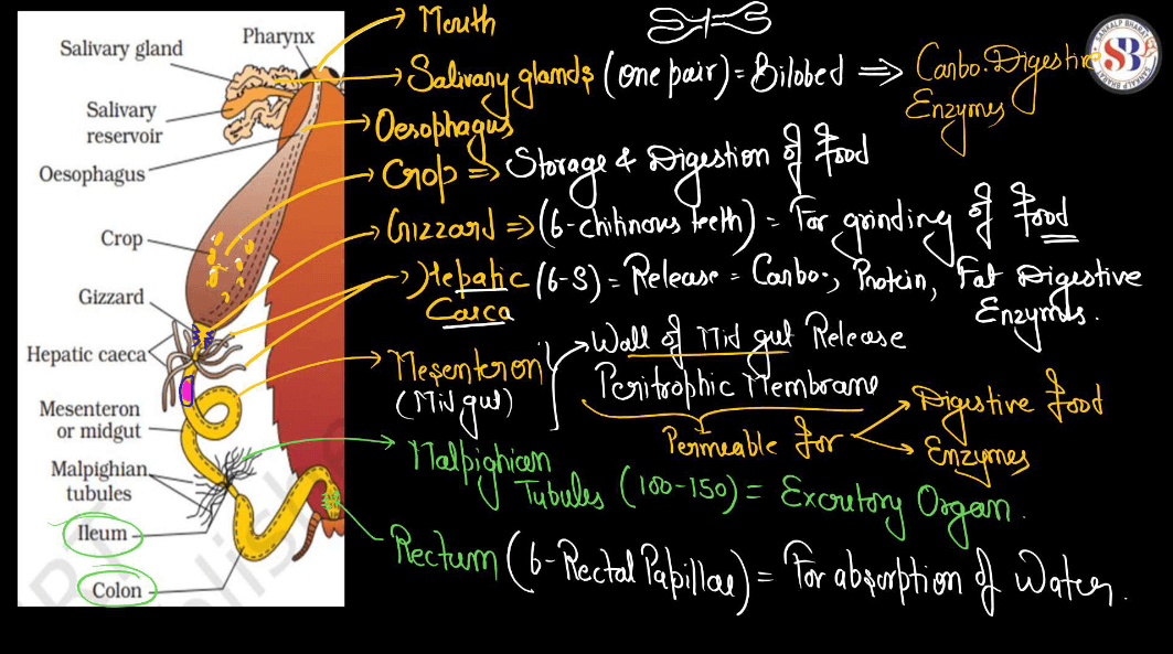 Anatomy of Cockroach Class 11 Biology NCERT Notes_5.1
