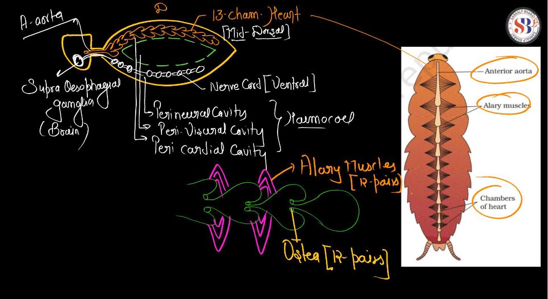 Anatomy of Cockroach Class 11 Biology NCERT Notes_7.1