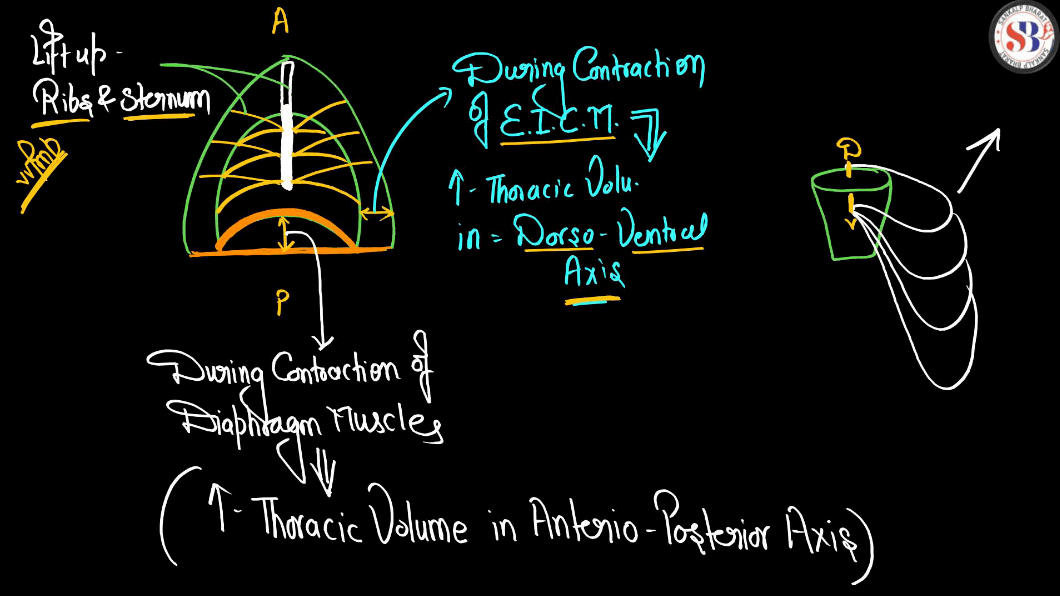 Mechanism of Breathing - Process of Inspiration and Expiration_4.1