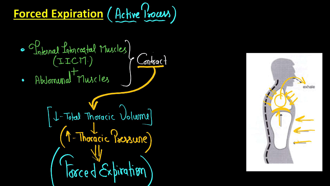 Mechanism of Breathing - Process of Inspiration and Expiration_8.1