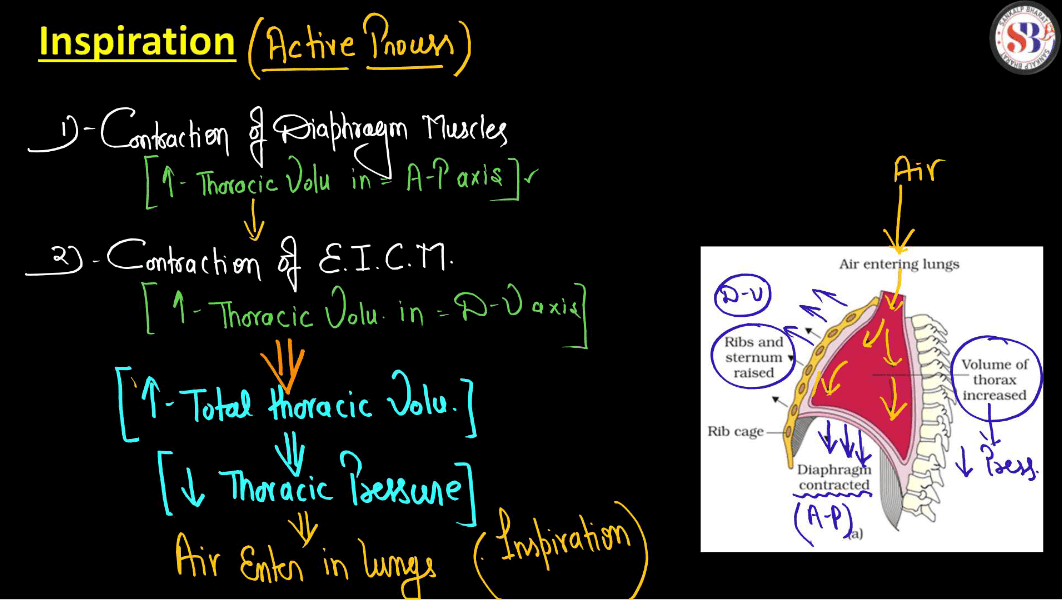 Mechanism of Breathing - Process of Inspiration and Expiration_5.1